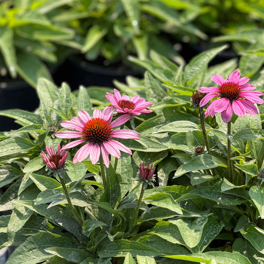 Vintage fuchsia coneflower |Spotswood Greenery