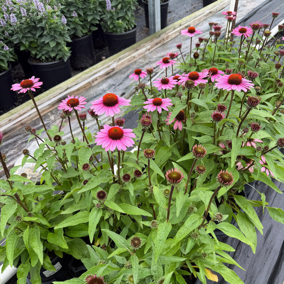 Vintage fuchsia coneflower |Spotswood Greenery