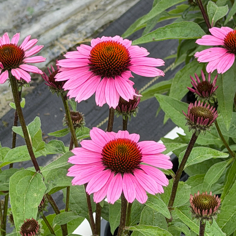 Vintage fuchsia coneflower |Spotswood Greenery