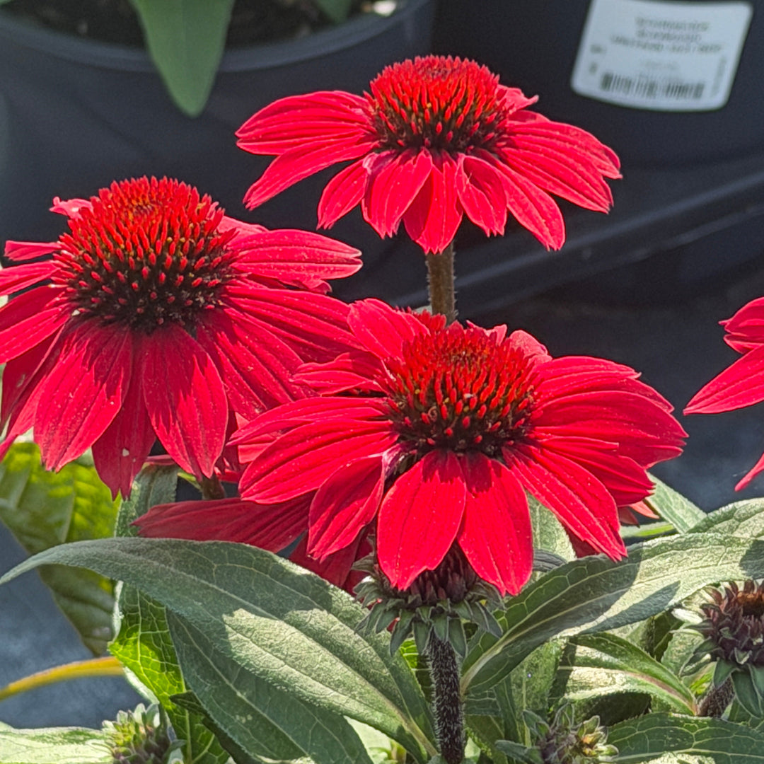 Sunmagic® Vintage Hot Red Coneflower |Spotswood Greenery