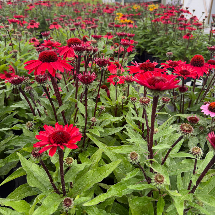 Sunmagic® Vintage Hot Red Coneflower |Spotswood Greenery