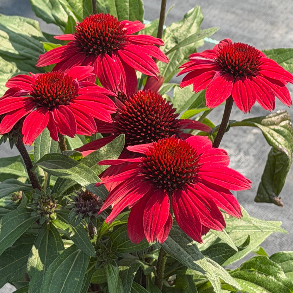 Sunmagic® Vintage Hot Red Coneflower |Spotswood Greenery