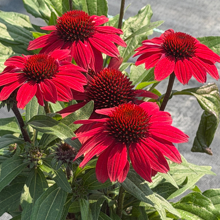 Sunmagic® Vintage Hot Red Coneflower |Spotswood Greenery