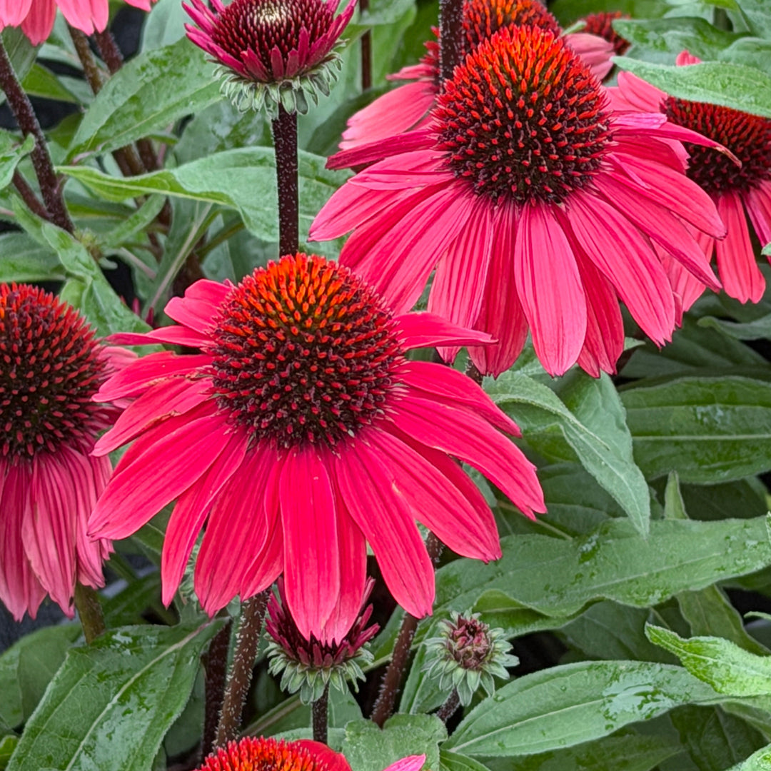 vintage lipstick coneflower |Spotswood Greenery
