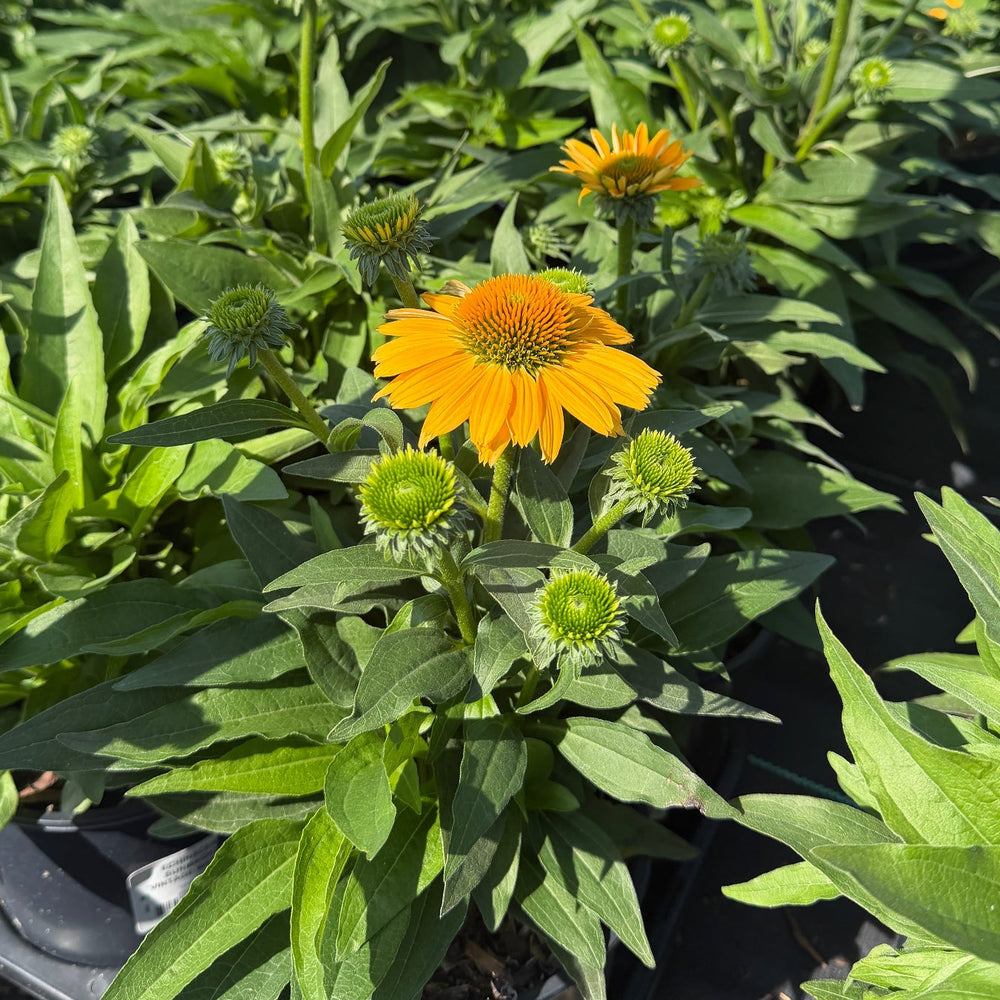 Vintage mango coneflower |Spotswood Greenery