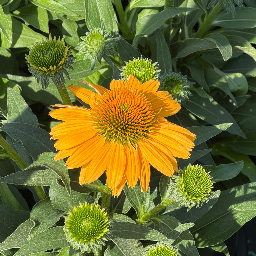 Vintage mango coneflower |Spotswood Greenery
