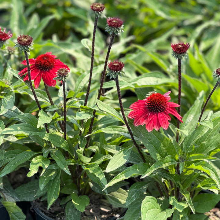 Sunmagic® Vintage Ruby Coneflower |Spotswood Greenery