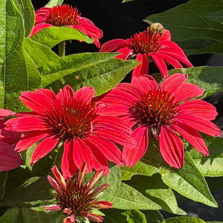 Sunmagic® Vintage Ruby Coneflower |Spotswood Greenery