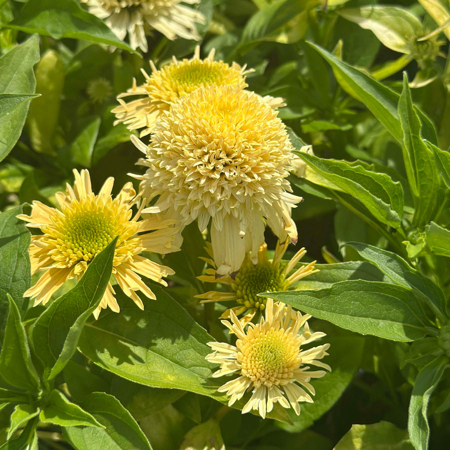 Double Coded® Butter Pecan Coneflower