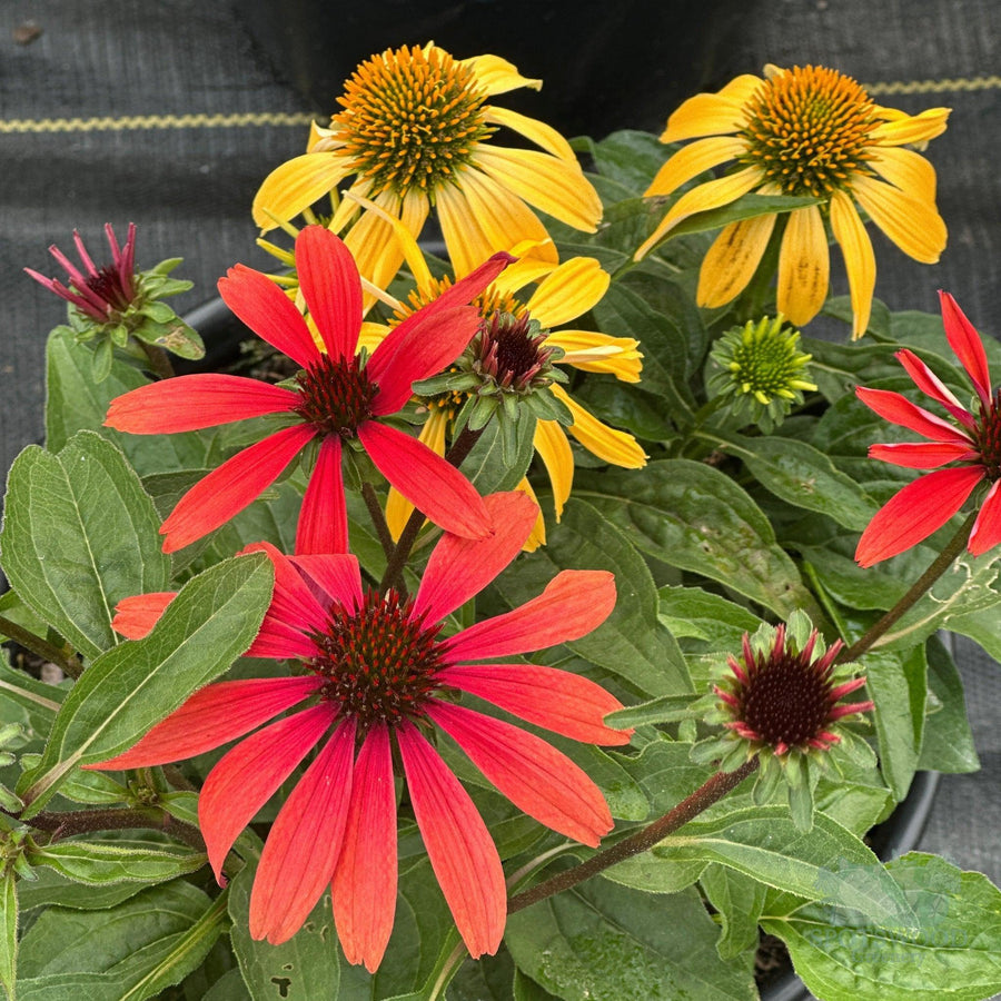 Cheyenne Spirit Coneflower