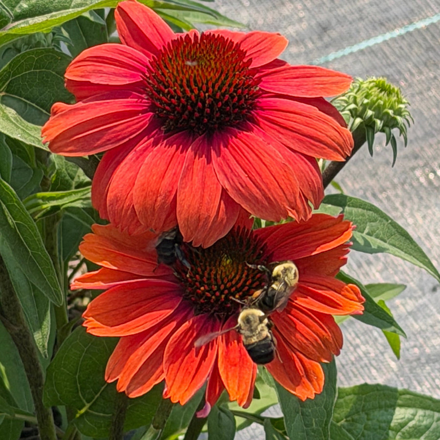 tanager coneflower with bee on it |Spotswood Greenery