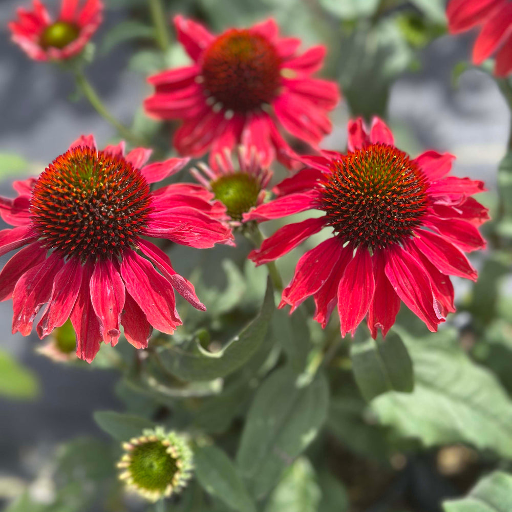 Color Coded® Frankly Scarlet Coneflower