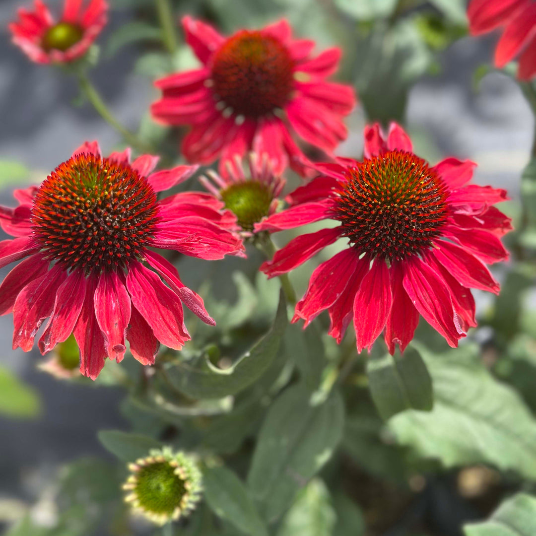 Color Coded® Frankly Scarlet Coneflower