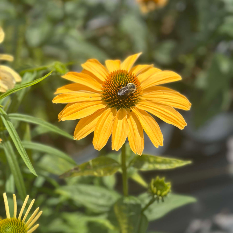 one in a melon coneflower |Spotswood Greenery