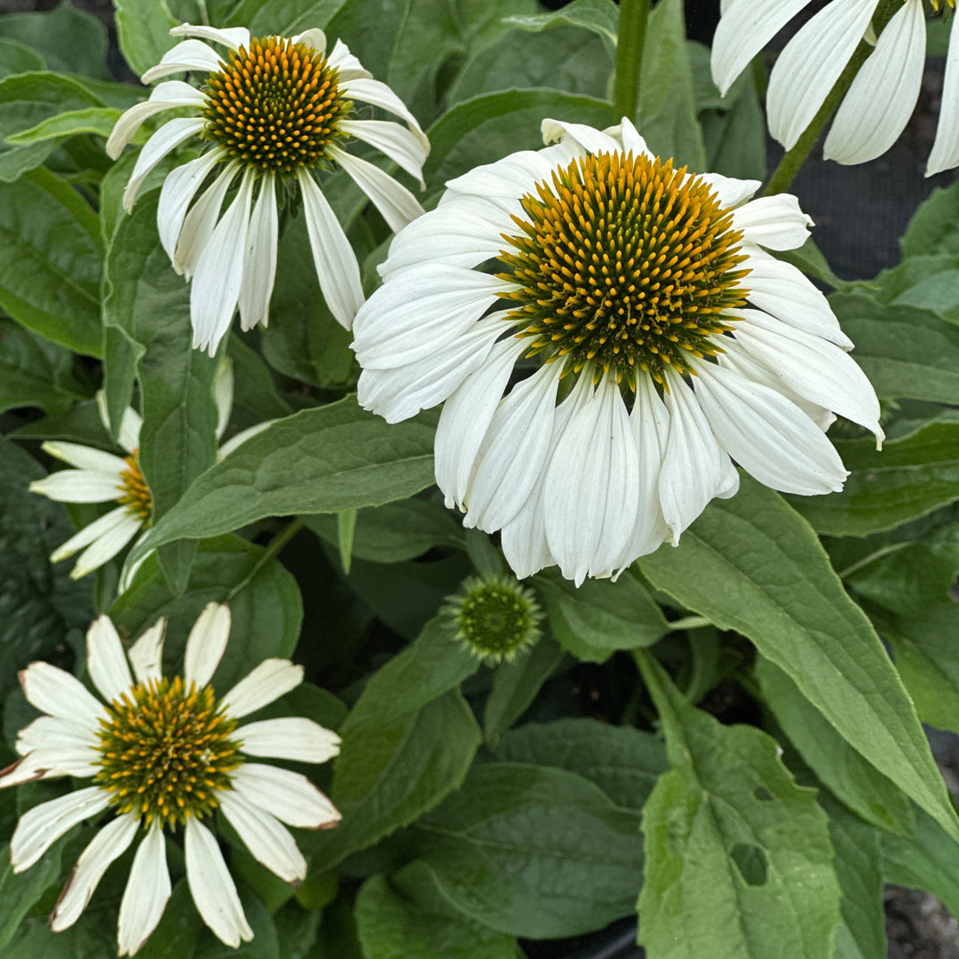 Pow Wow® White Coneflower