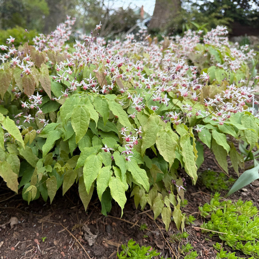pink elf barrenwort in bloom |Spotswood Greenery