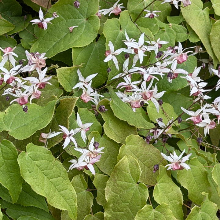 pink elf barrenwort in bloom |Spotswood Greenery