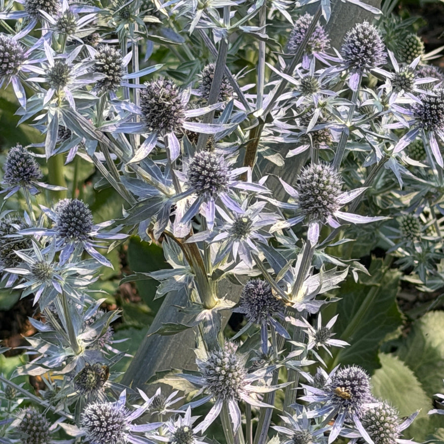 sea holly in bloom |Spotswood Greenery