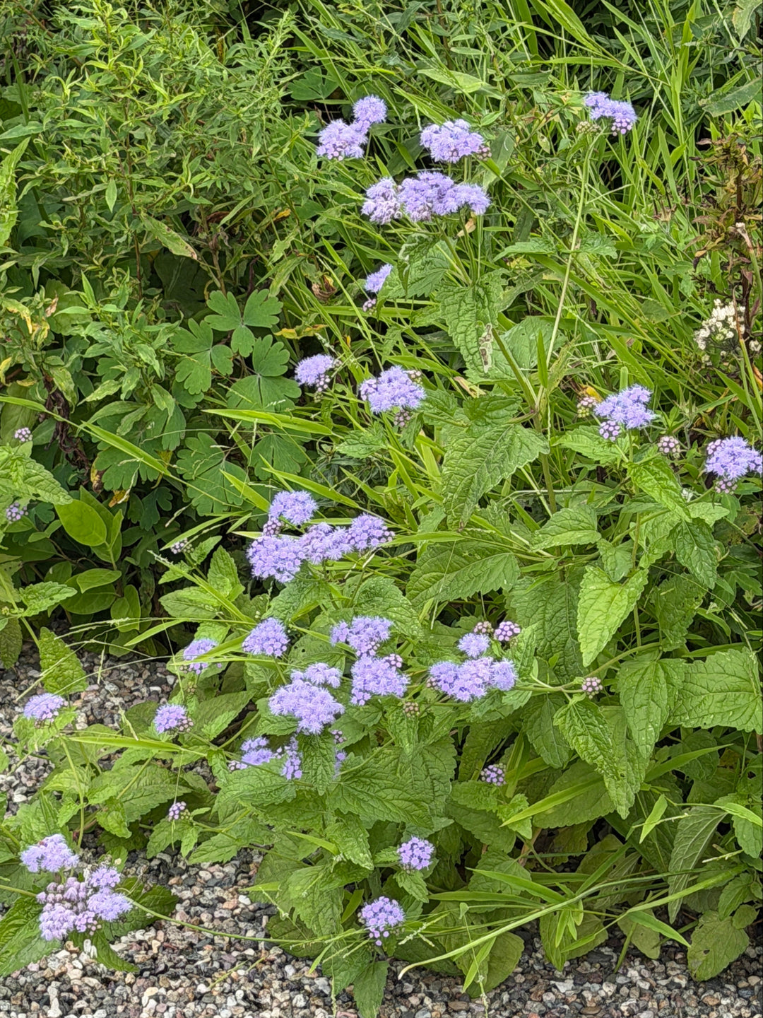 hardy ageratum in bloom |Spotswood Greenery