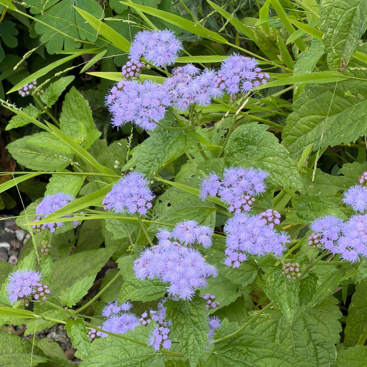 hardy ageratum in bloom |Spotswood Greenery