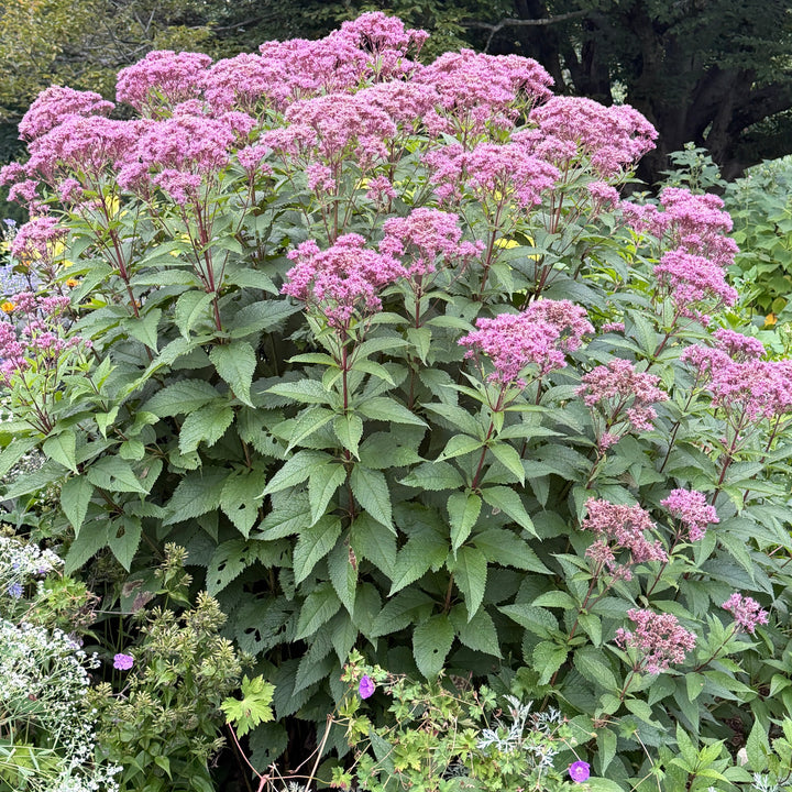 Little Joe Pye Weed in bloom |Spotswood Greenery