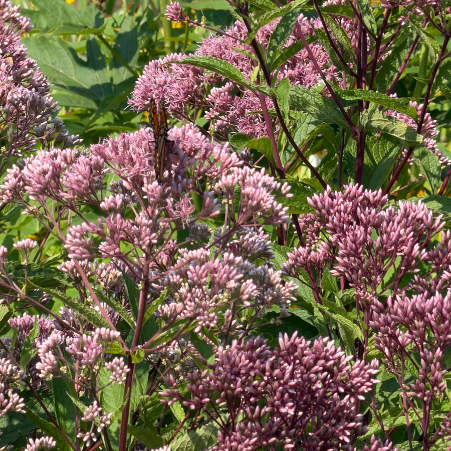 Gateway Joe pye Weed with monarhc |Spotswood Greenery