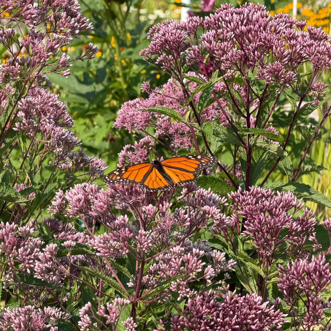 Spotted Joe pye Weed flowers with monarch butterfly |Spotswood Greenery