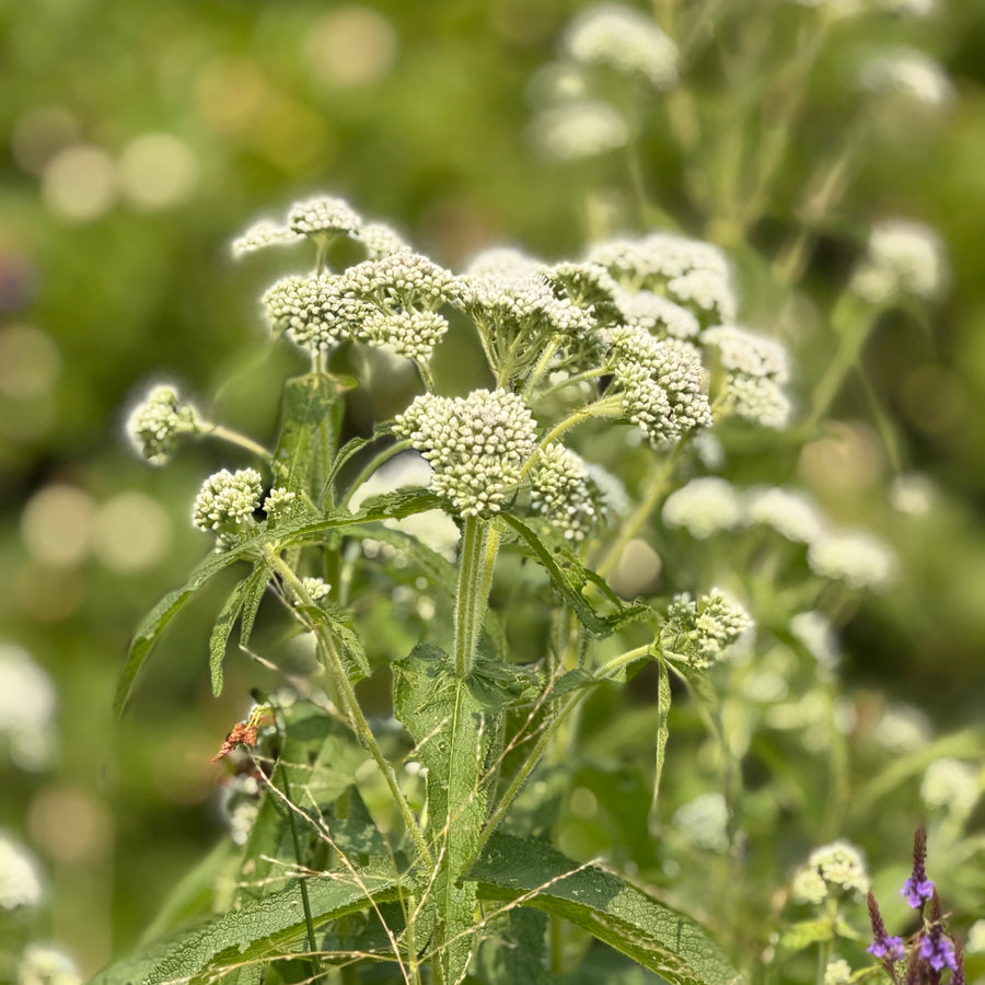 Common Boneset |Spotswood Greenery