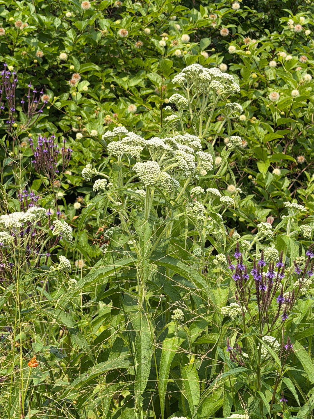 Common Boneset |Spotswood Greenery