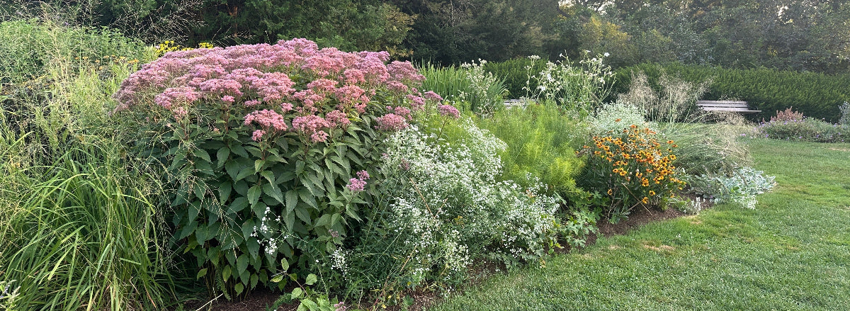 late summer perennial garden in bloom