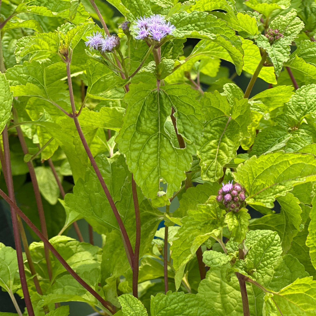 Hardy Ageratum