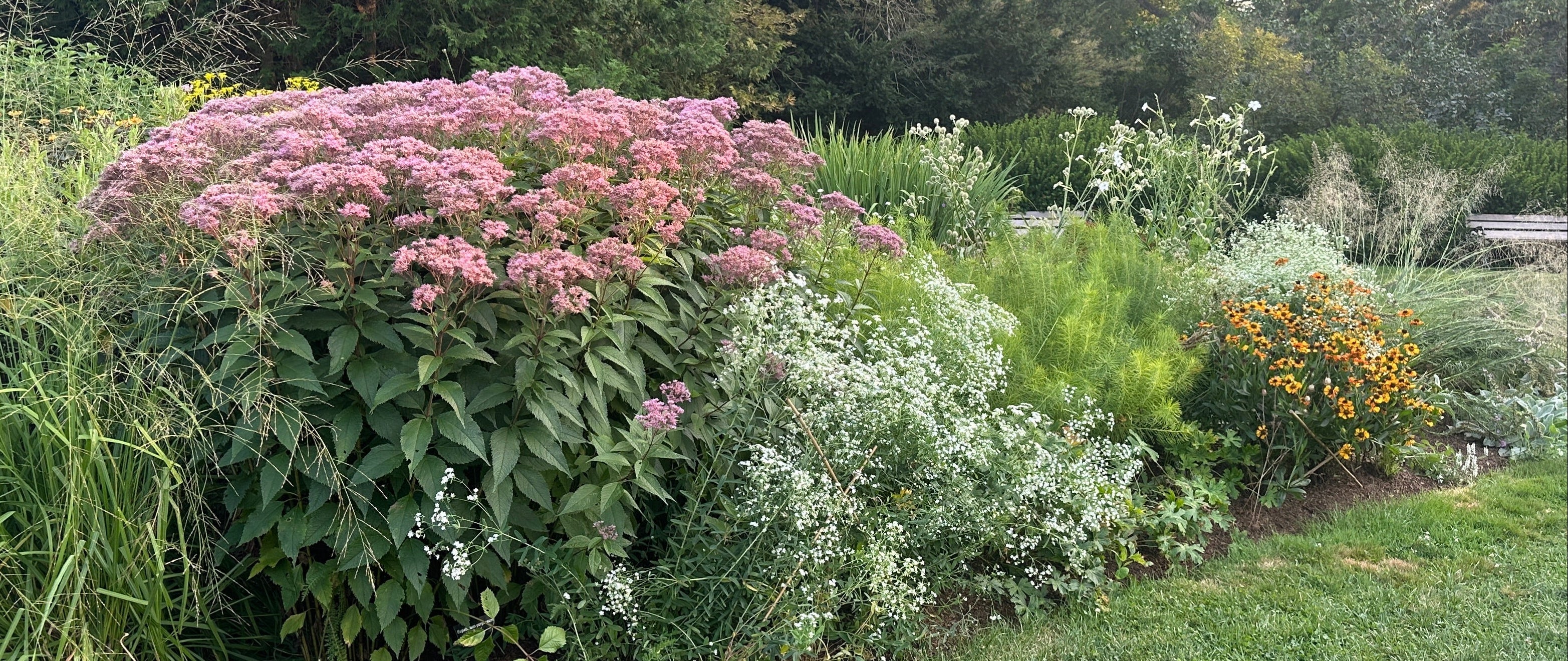 late summer perennial garden in bloom