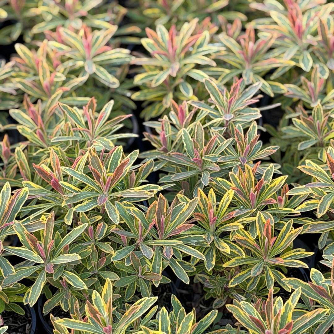 Ascot Rainbow Spurge