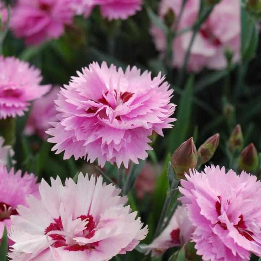 Everlast® Lavender Eye Pinks |Prides Corner Farms
