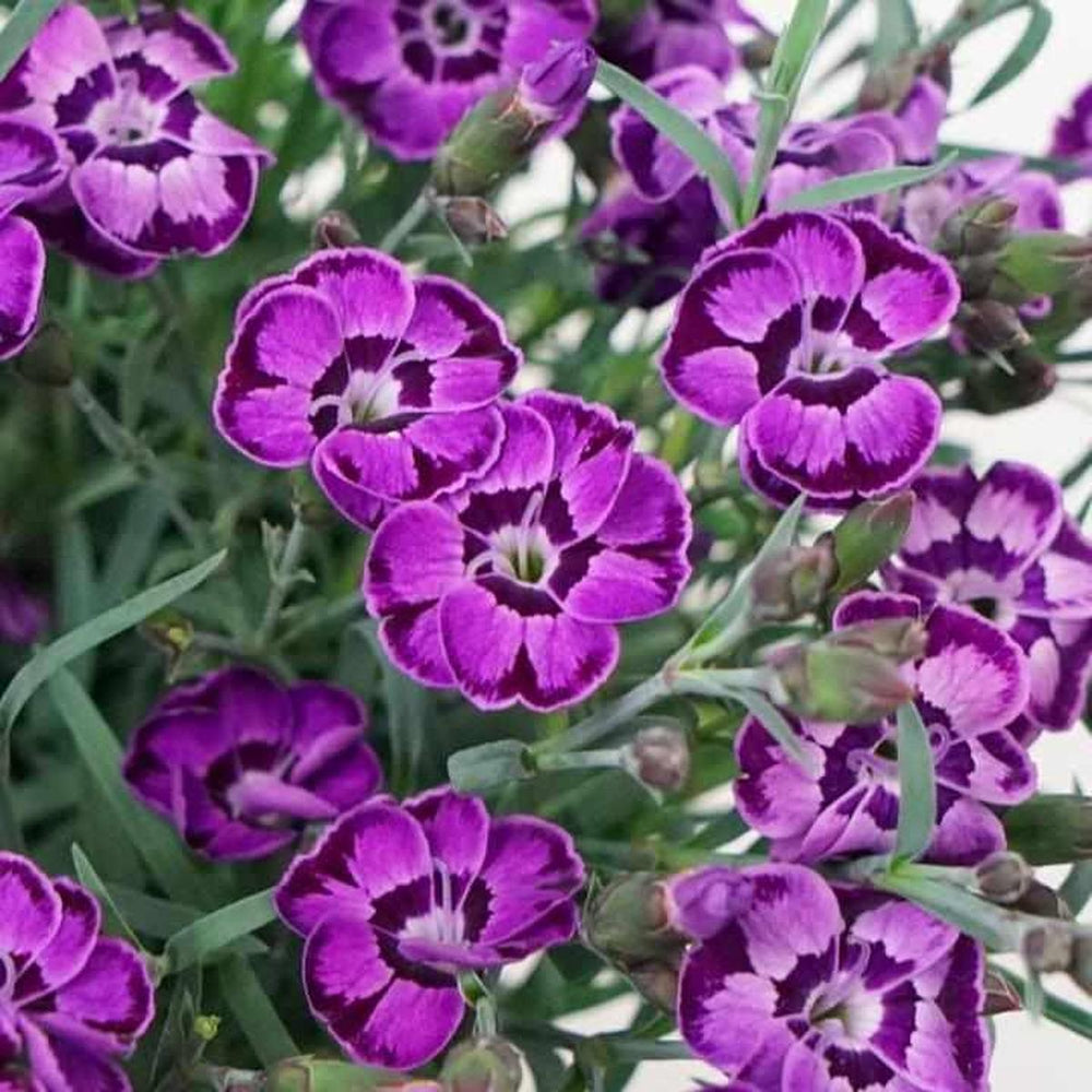 Everlast® Violet Blue Pinks |Prides Corner Farms