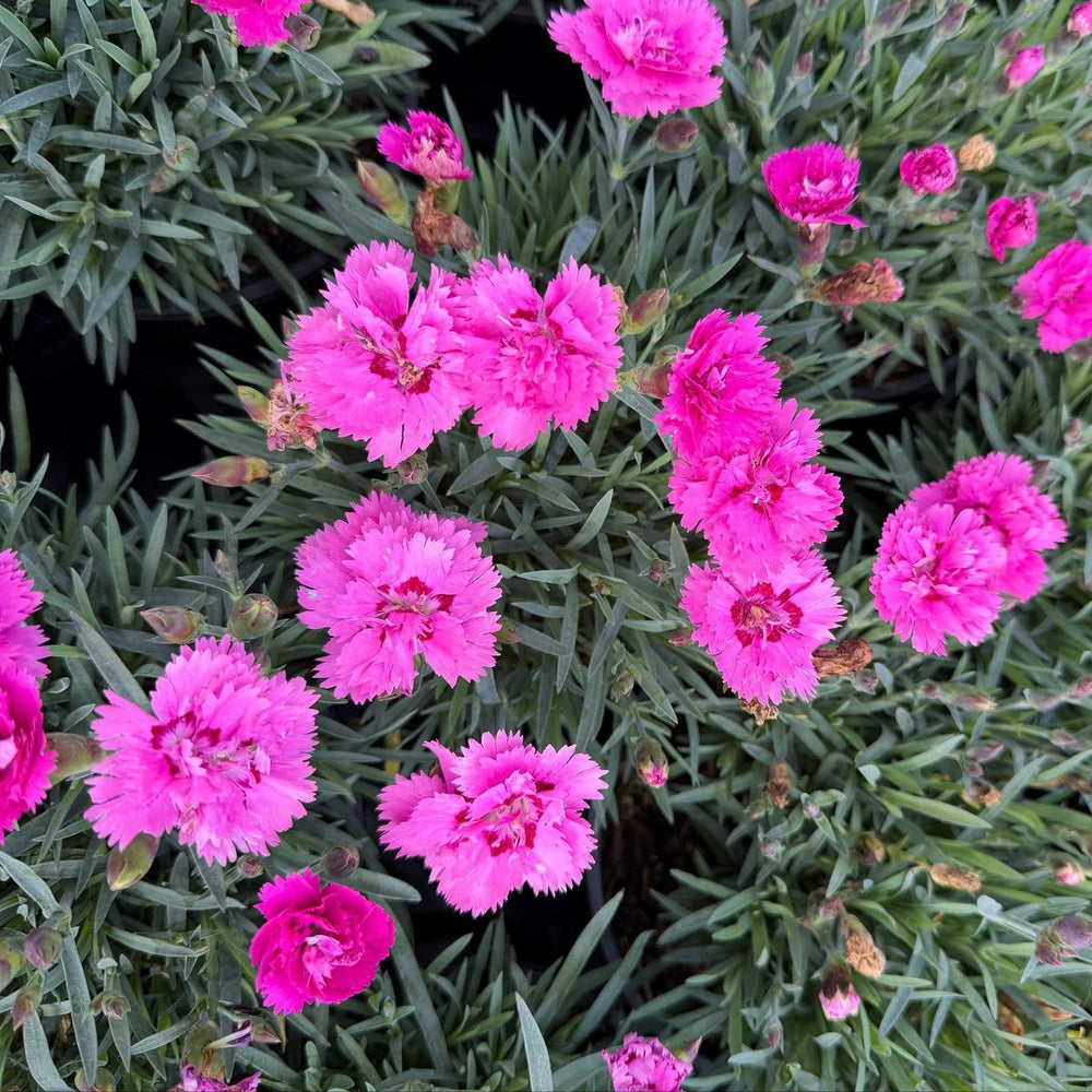 Everlast® Violet Blue Pinks |Spotswood Greenery