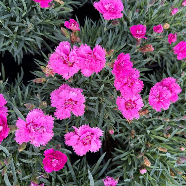 Everlast® Violet Blue Pinks |Spotswood Greenery