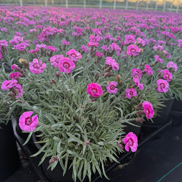 Everlast® Violet Blue Pinks |Spotswood Greenery