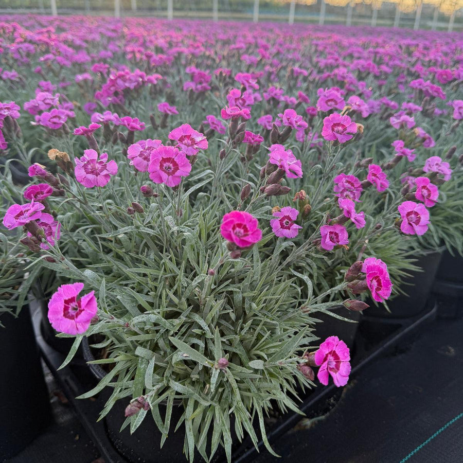 Everlast® Violet Blue Pinks |Spotswood Greenery