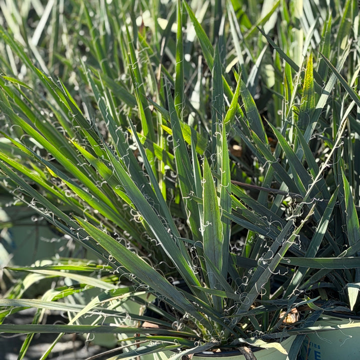 Excalibur Yucca |Spotswood Greenery