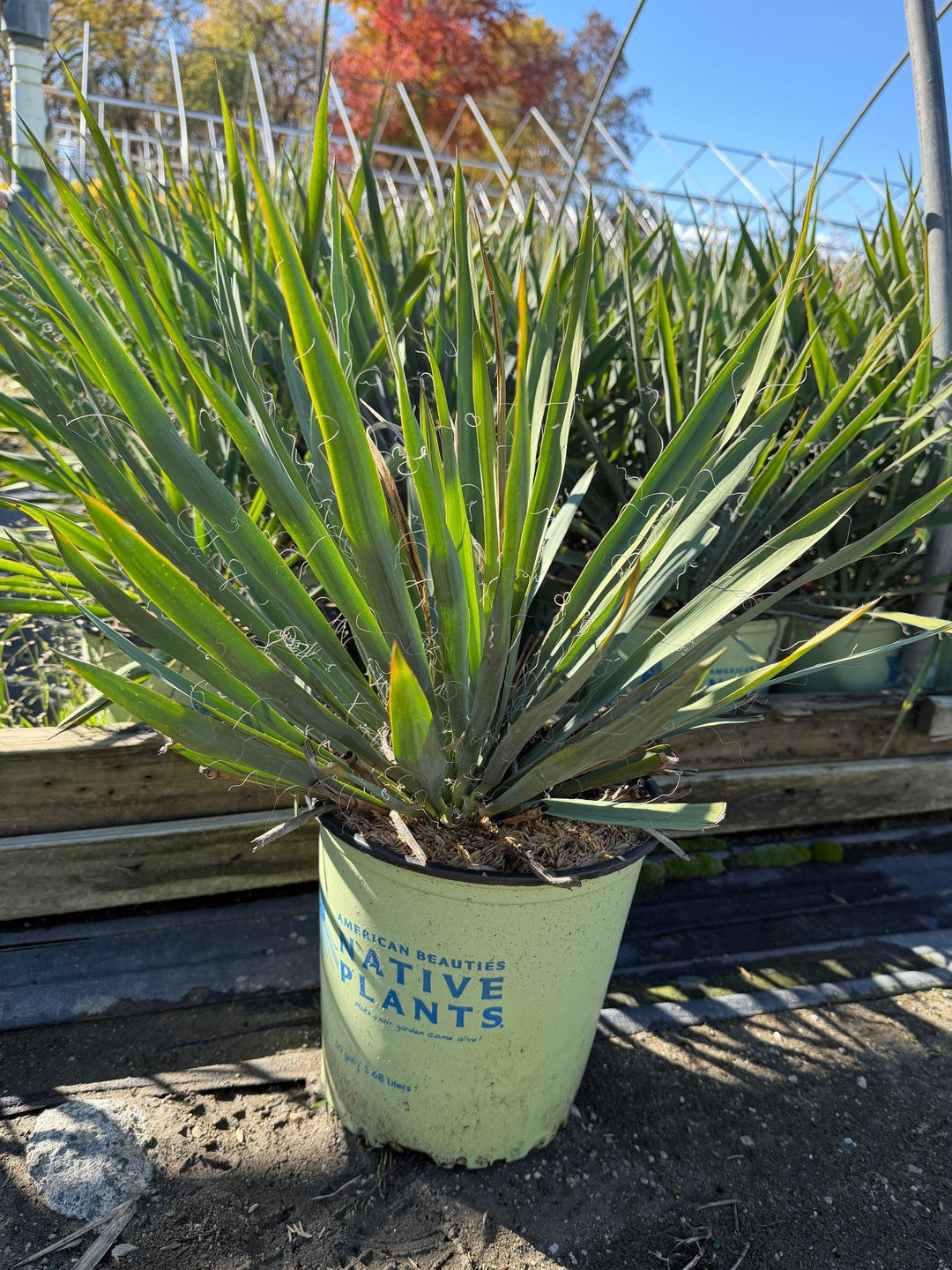 Excalibur Yucca |Spotswood Greenery