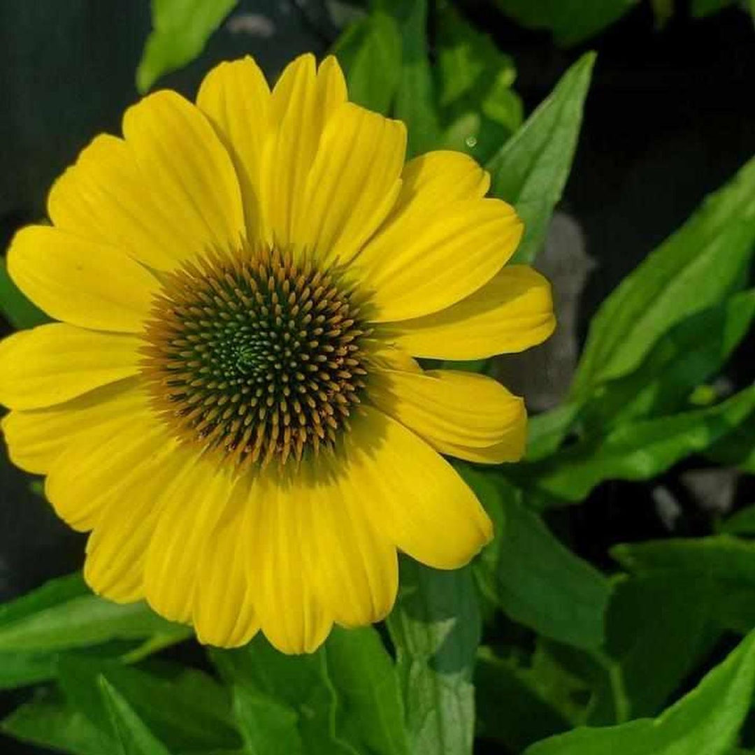 Eye-Catcher™Canary Coneflower |Prides Corner Farms