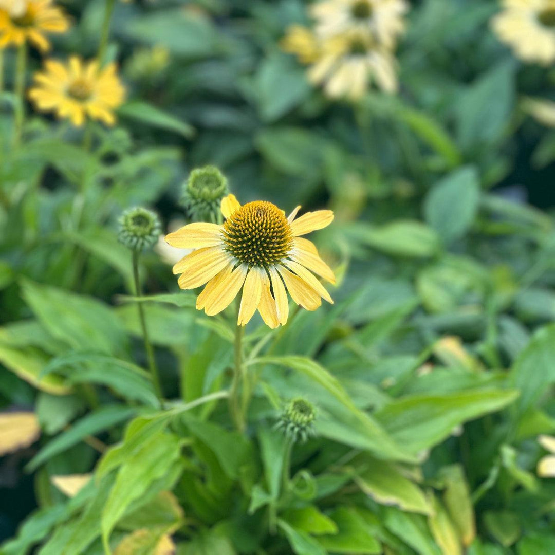Eye-Catcher™Canary Coneflower |Spotswood Greenery