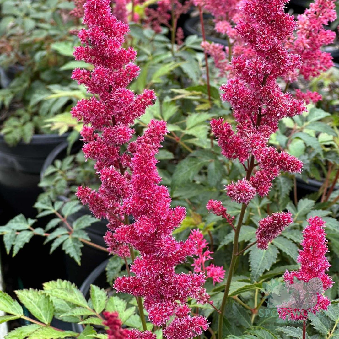 Fanal Astilbe |Spotswood Greenery