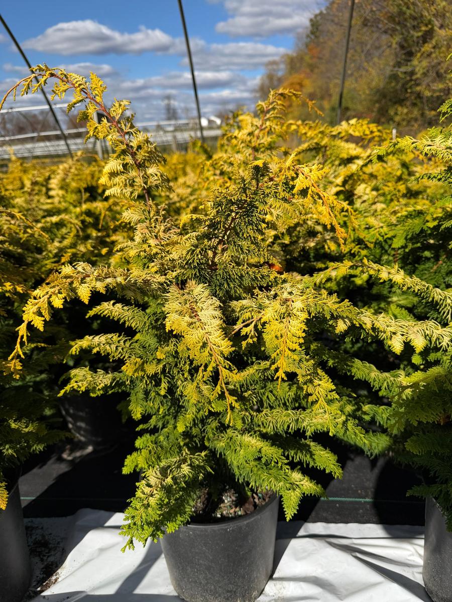 Fernspray Gold False Cypress |Spotswood Greenery