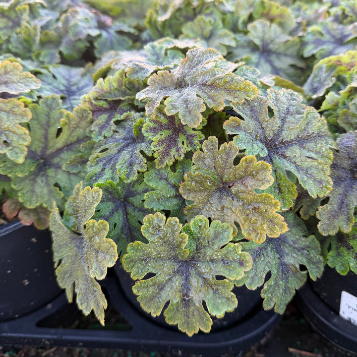 Fingerpaint Foamflower