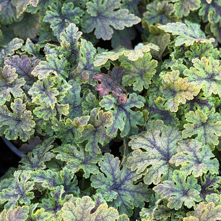 Fingerpaint Foamflower |Spotswood Greenery