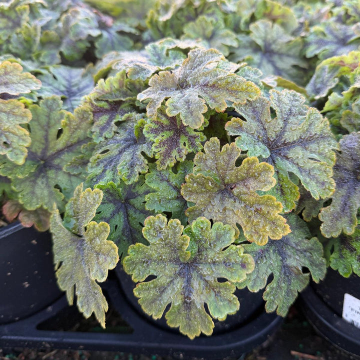 Fingerpaint Foamflower |Spotswood Greenery