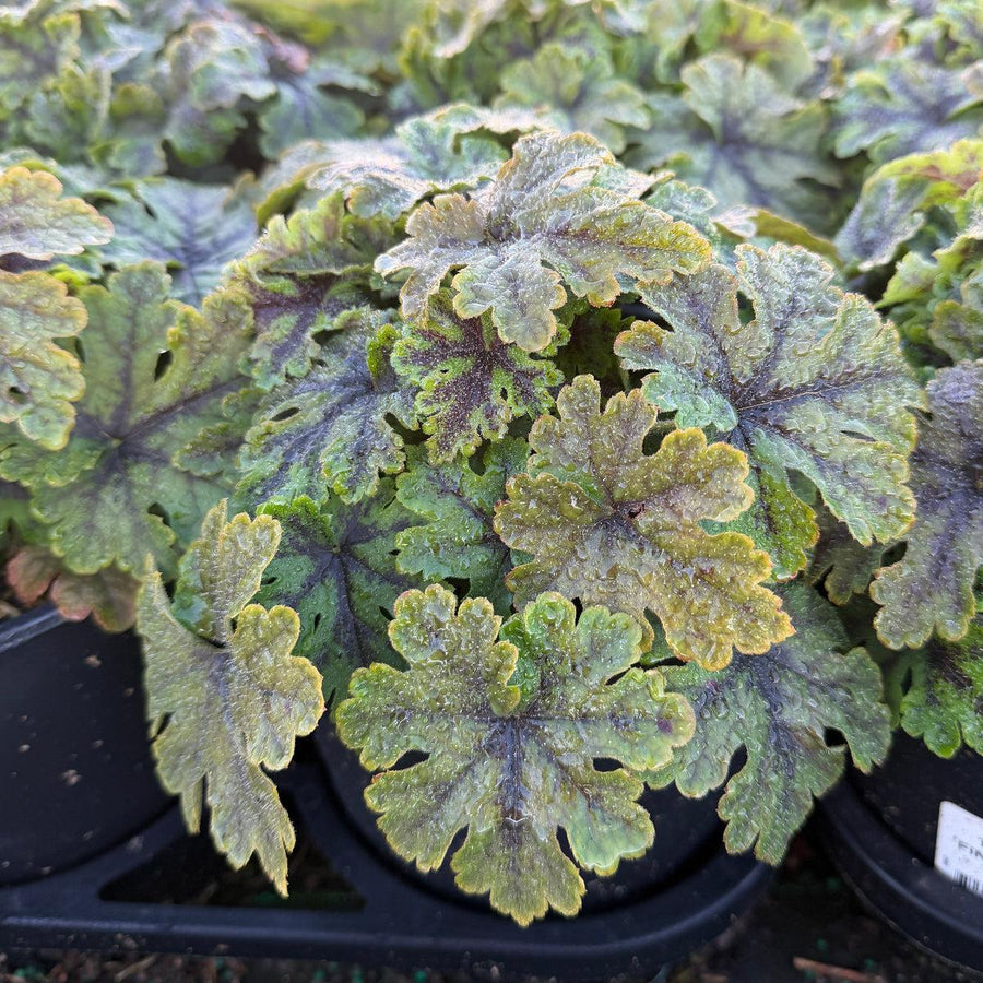 Fingerpaint Foamflower |Spotswood Greenery