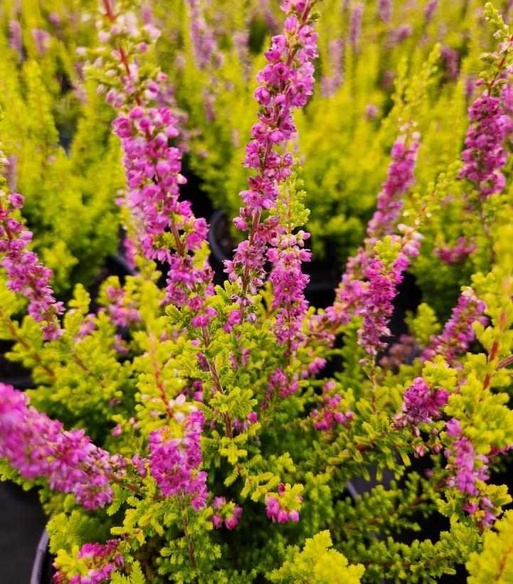 Firefly Heather |Prides Corner Farms
